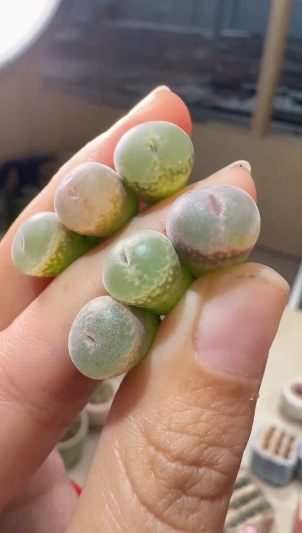 180多肉植物肉锥胭脂扣一颗