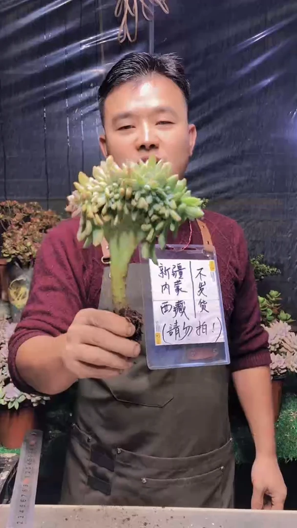 123淡雪缀化（一物一拍）