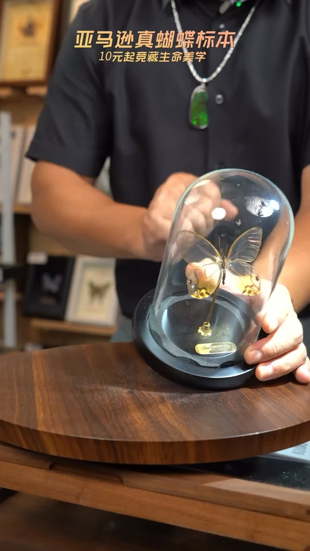 黄晶眼蝶小号玻璃罩