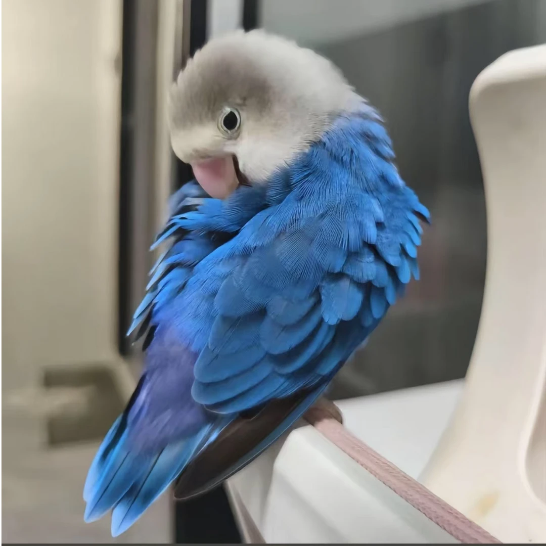 （直播链接）手养半毛活体鹦鹉