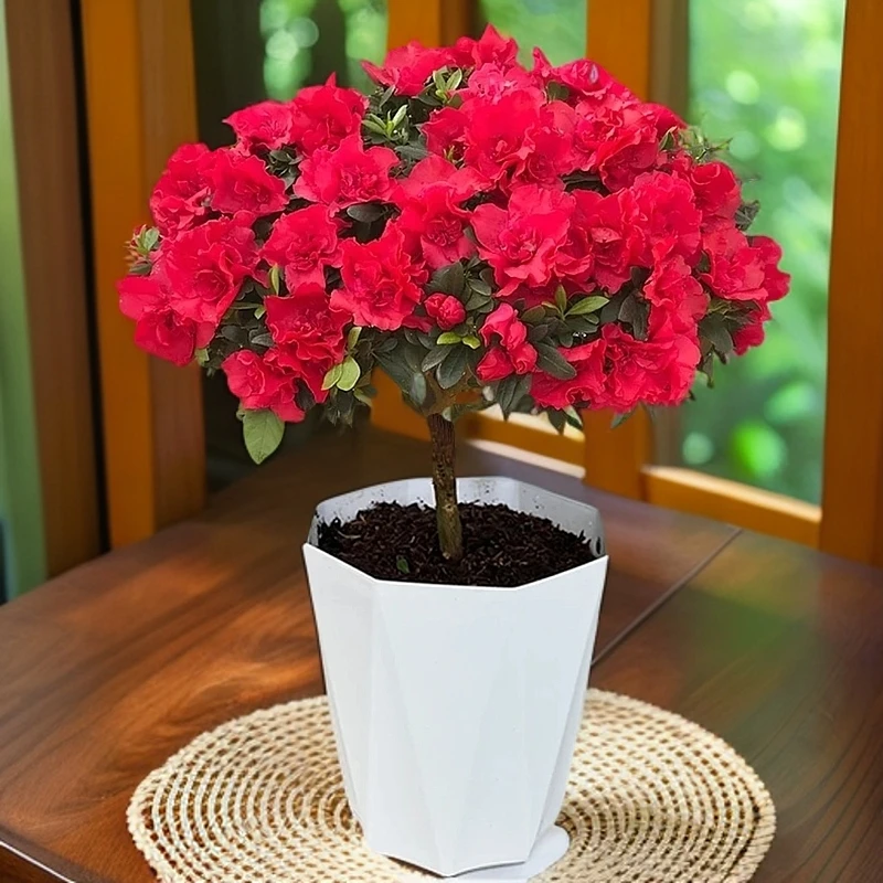 【带花苞】精选红杜鹃花盆栽独杆老桩带花四季开花庭院阳台好养花卉