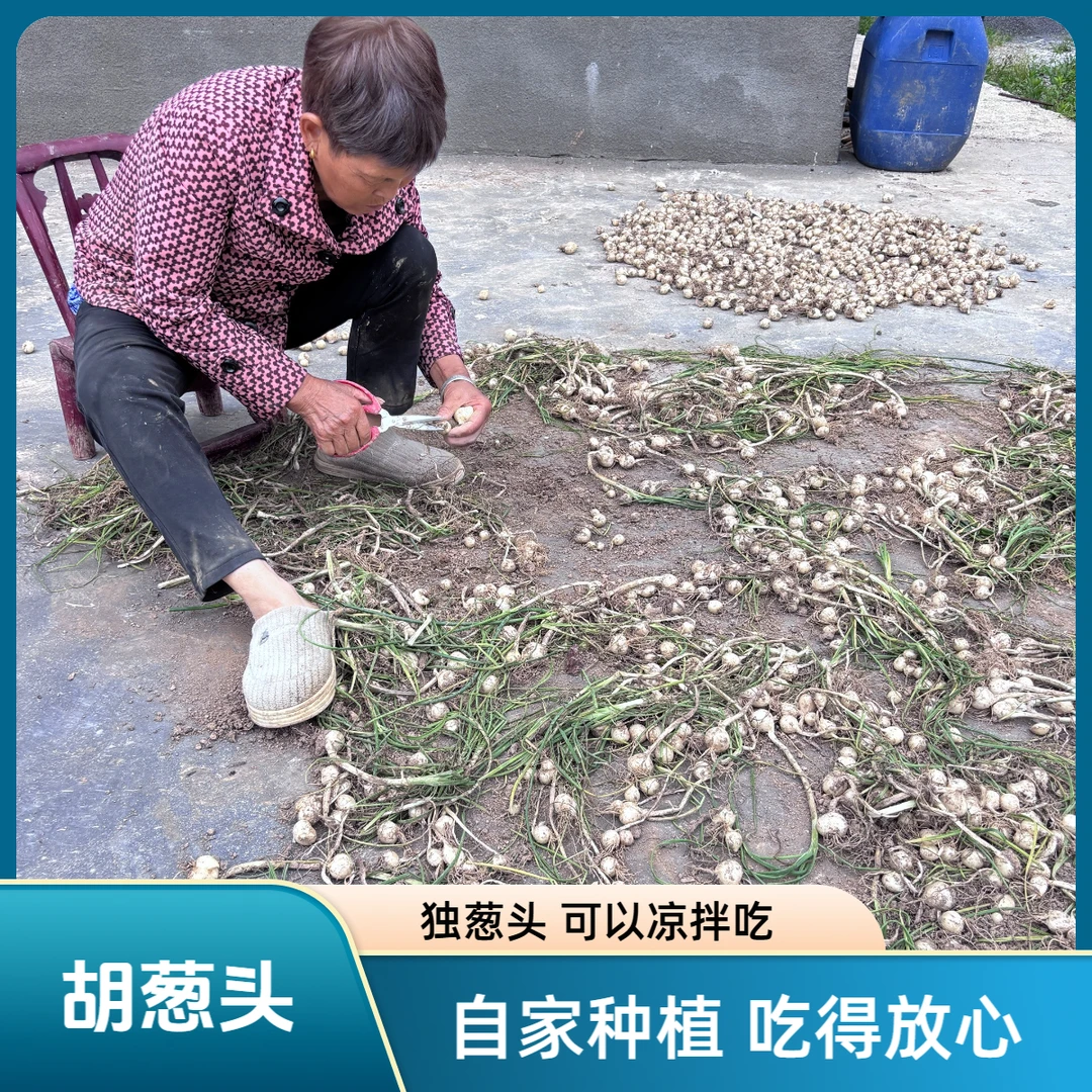 高山胡葱头 可吃可种老品种