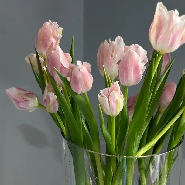 【王安园艺】高品质皇家蜜桃郁金香基地直发高品质鲜切花生活鲜花