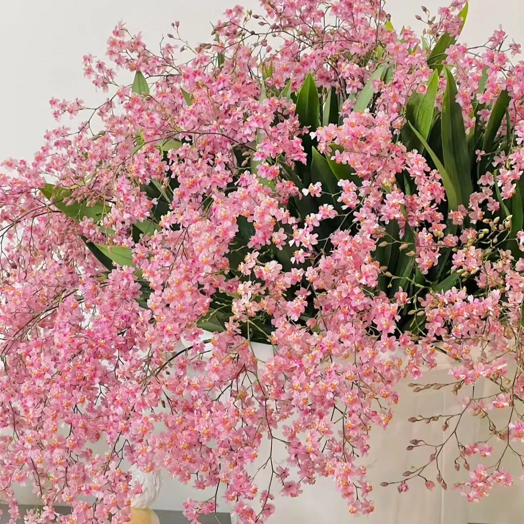 年宵花梦香兰《光宗粉》10支花剑或以上室内高端盆栽花多年生花期长