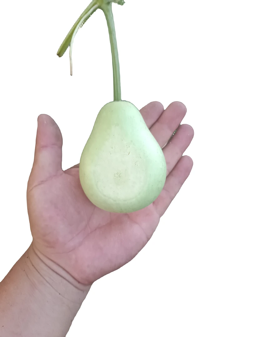 今年新葫芦喜欢的抓紧来吧把玩
