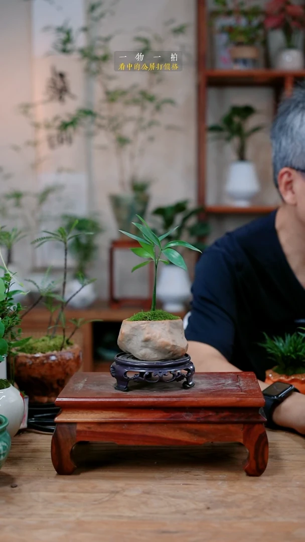 不开花植物曦*～竹柏407