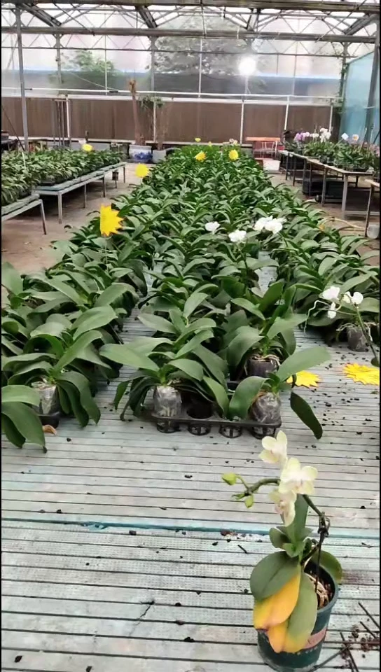 全部花苞裕美福利价