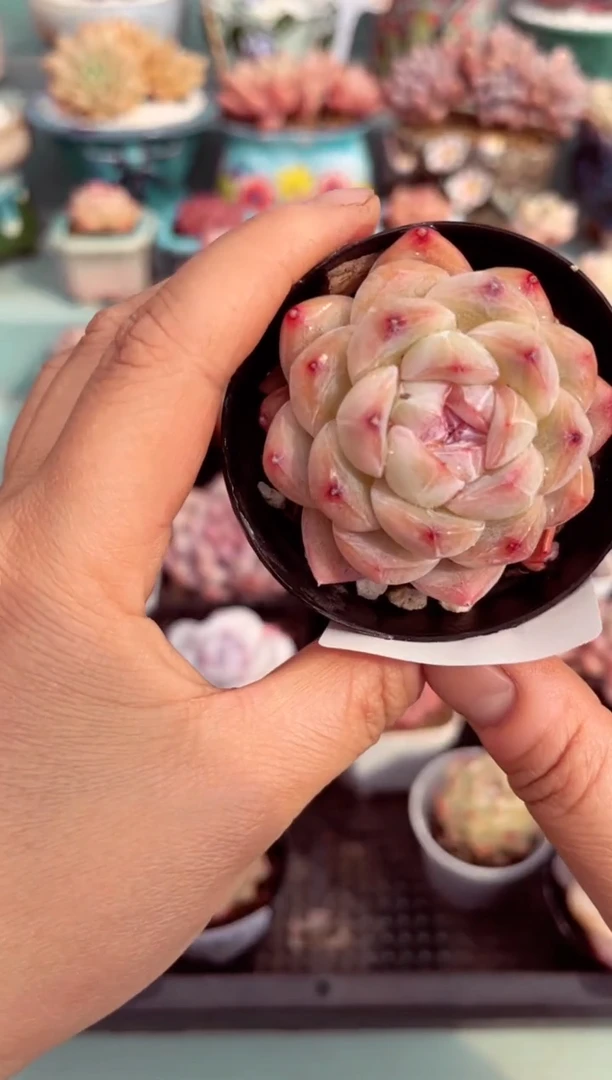 【闪购商品】8184单头多肉