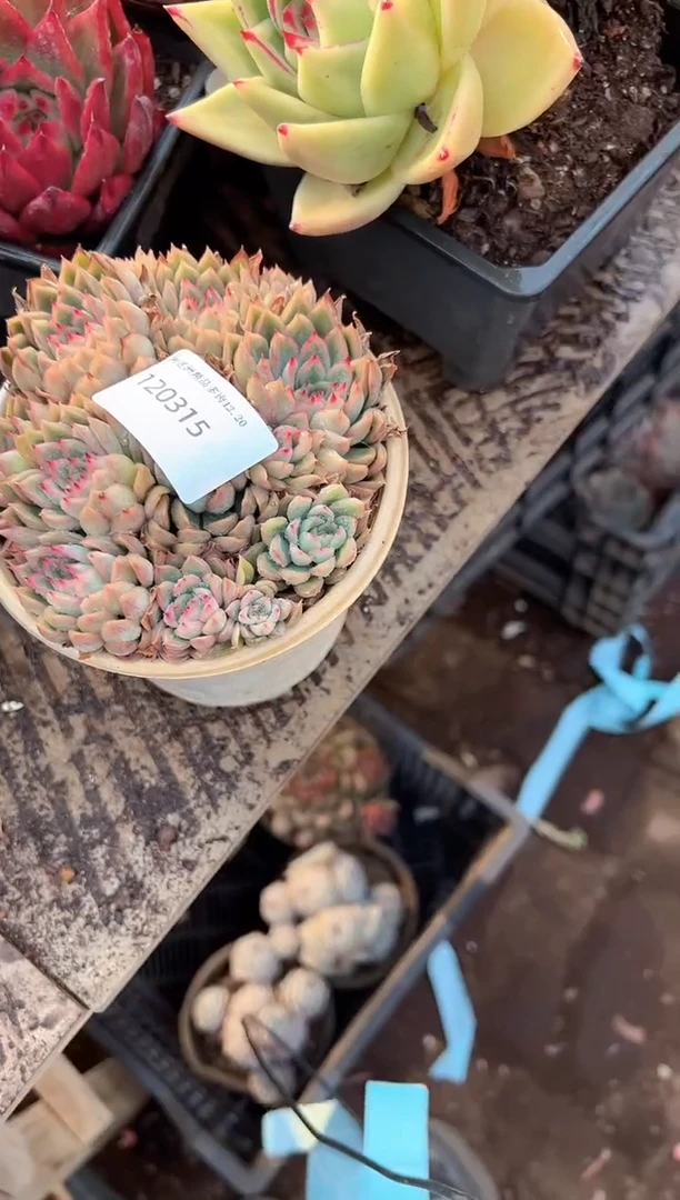 白*黑阿迷洲多肉花卉20315