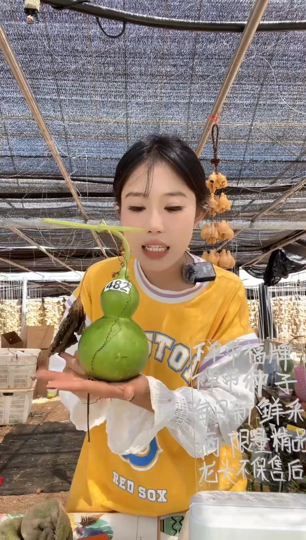 482天然葫芦摆件 一物一拍龙头不保售后