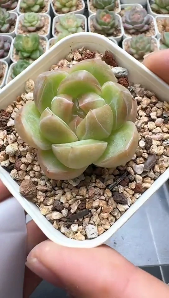 138F云禹多肉植物 默认脱土纸巾打包 3颗包邮