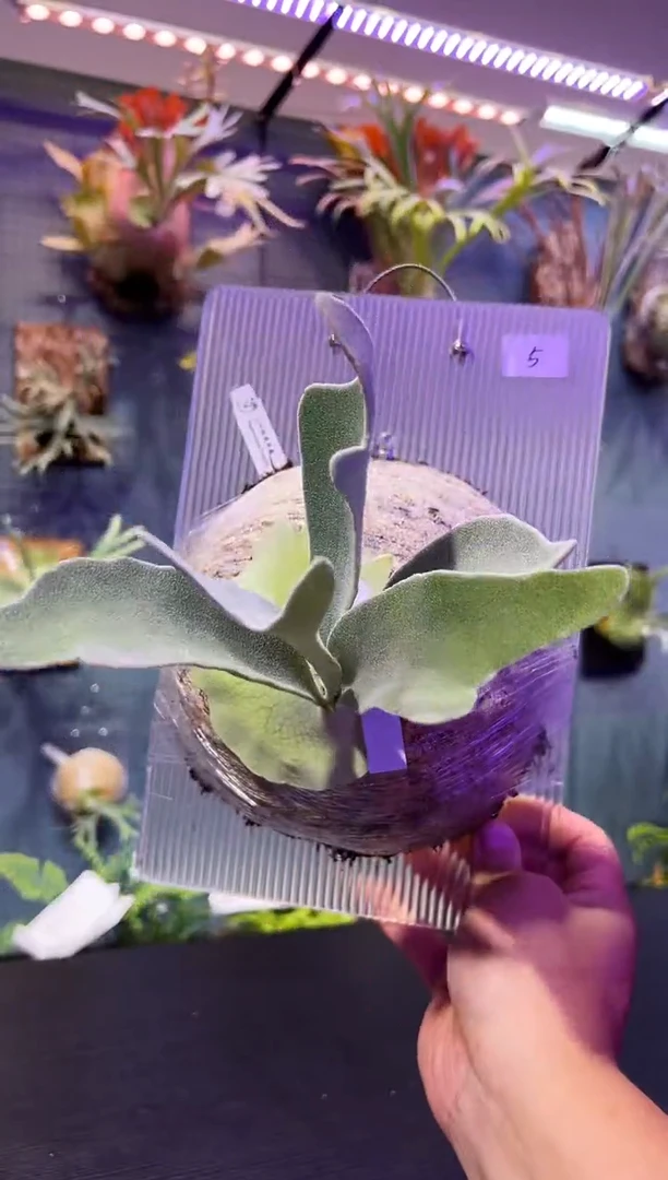 完全开放板植编号5 立叶银