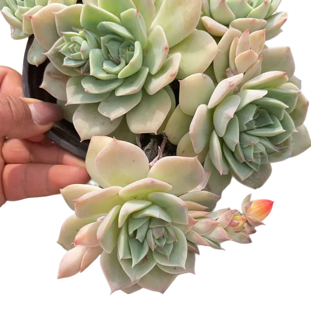 云南高山多肉(百媚生)脱土发货，多肉绿植，15包邮多肉基地直发