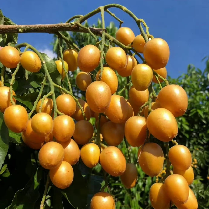 广西特产黑金刚黄皮果当季新鲜现摘现剪枝发顺丰冷链包邮酸甜多汁