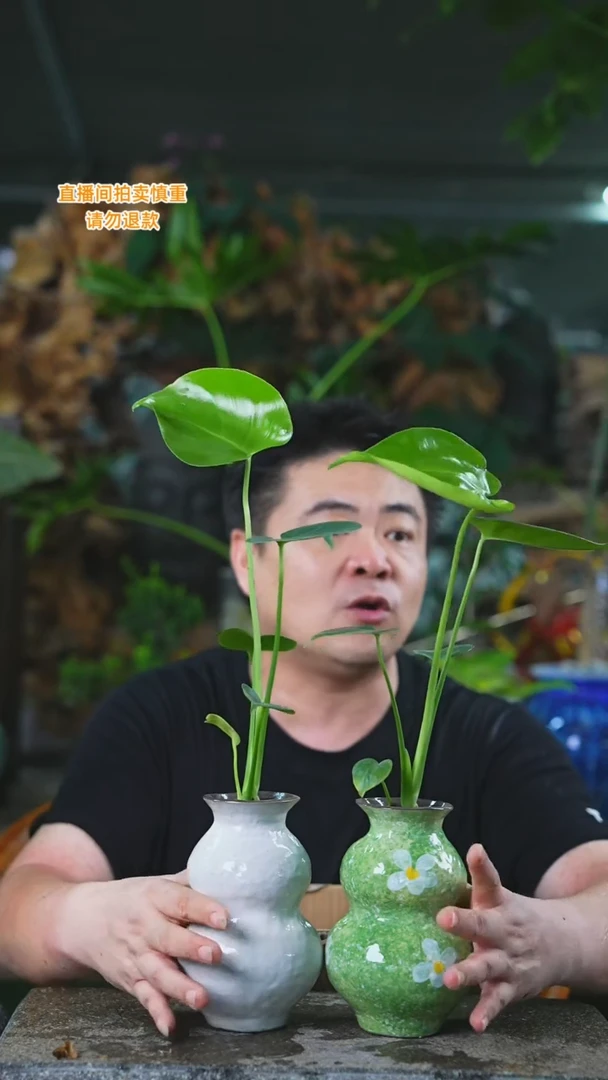 当前无花栽培后可以开花龟背2个一组（白色绿色葫芦瓶）315T