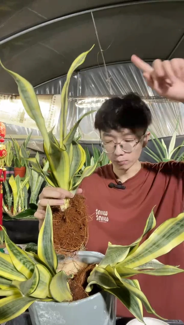 卷叶水月兰裸根1棵15.8