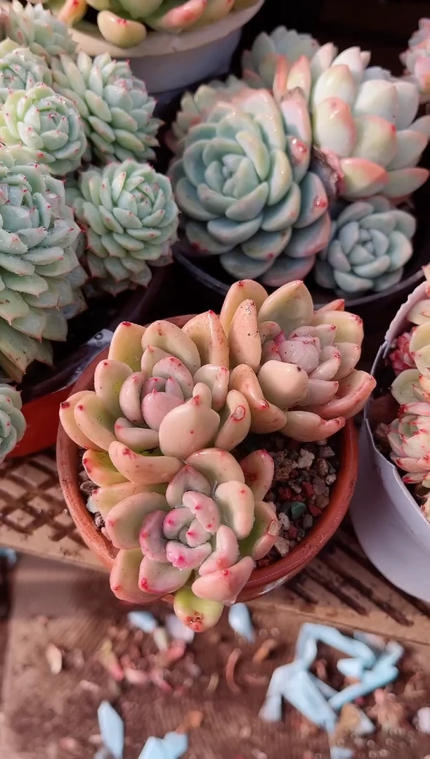 【闪购商品】23277