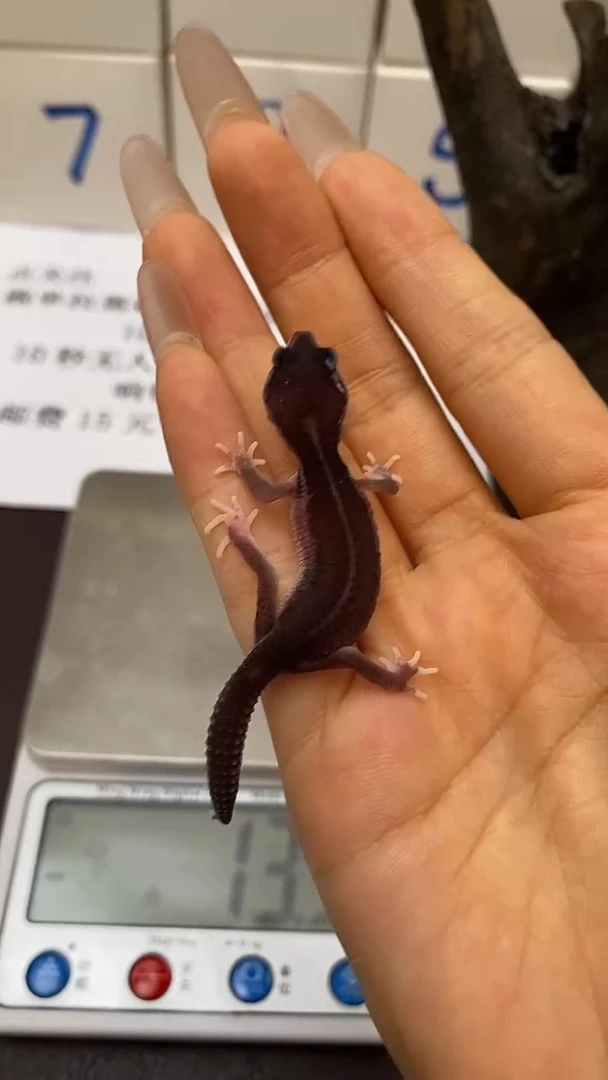 豹纹守宫鳞与尾 Scale Tail 爬宠PB2