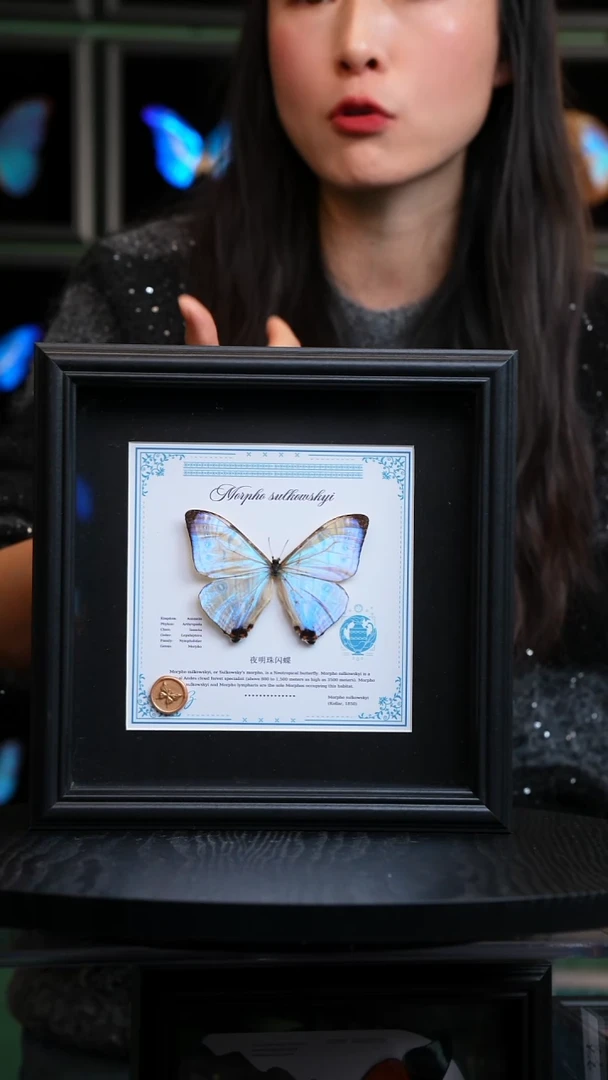 夜明珠闪蝶十二星座系列水瓶座