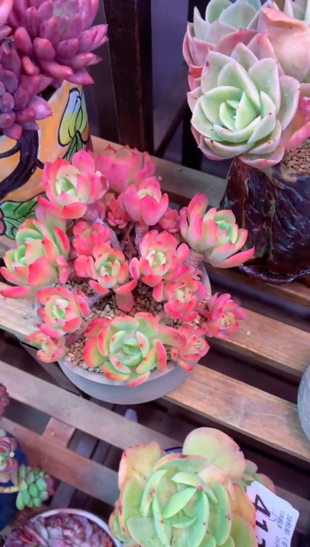 423P（一物一拍，精品多肉，所见即所得 ）