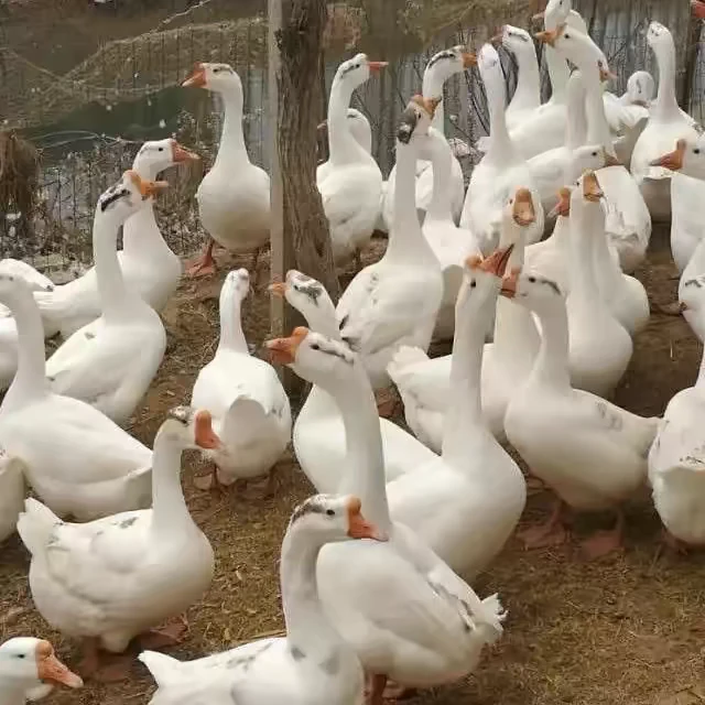 东北黑龙江圈山散养大鹅   顺丰包邮