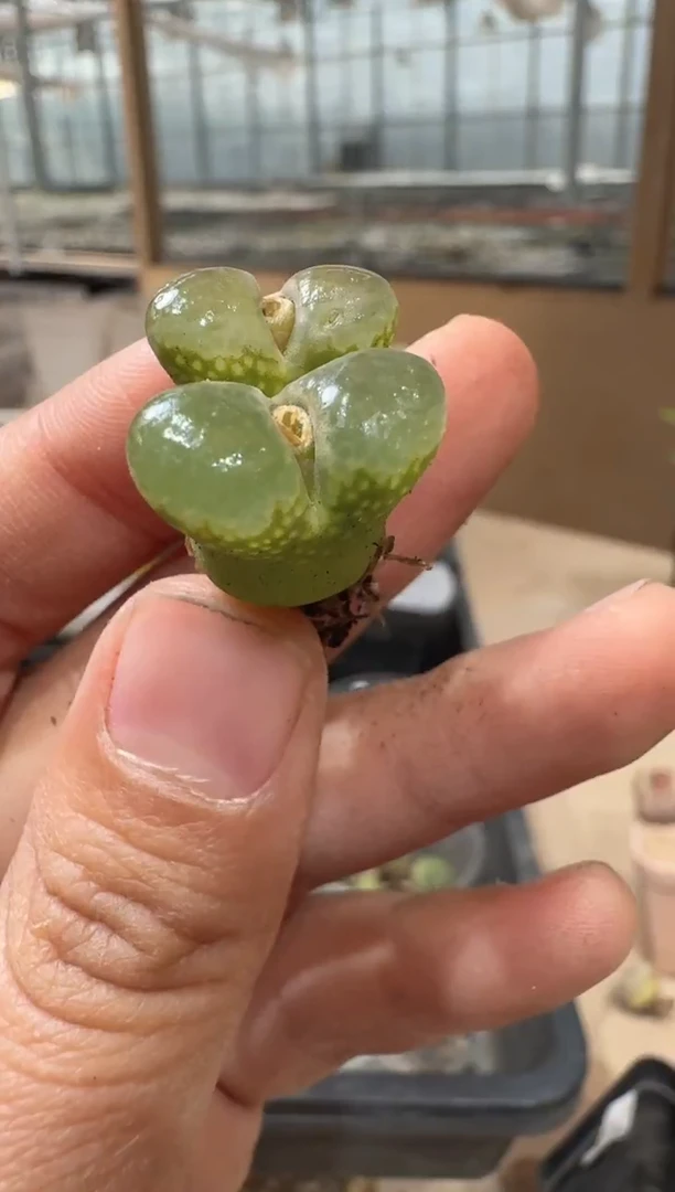 29-82多肉植物肉锥