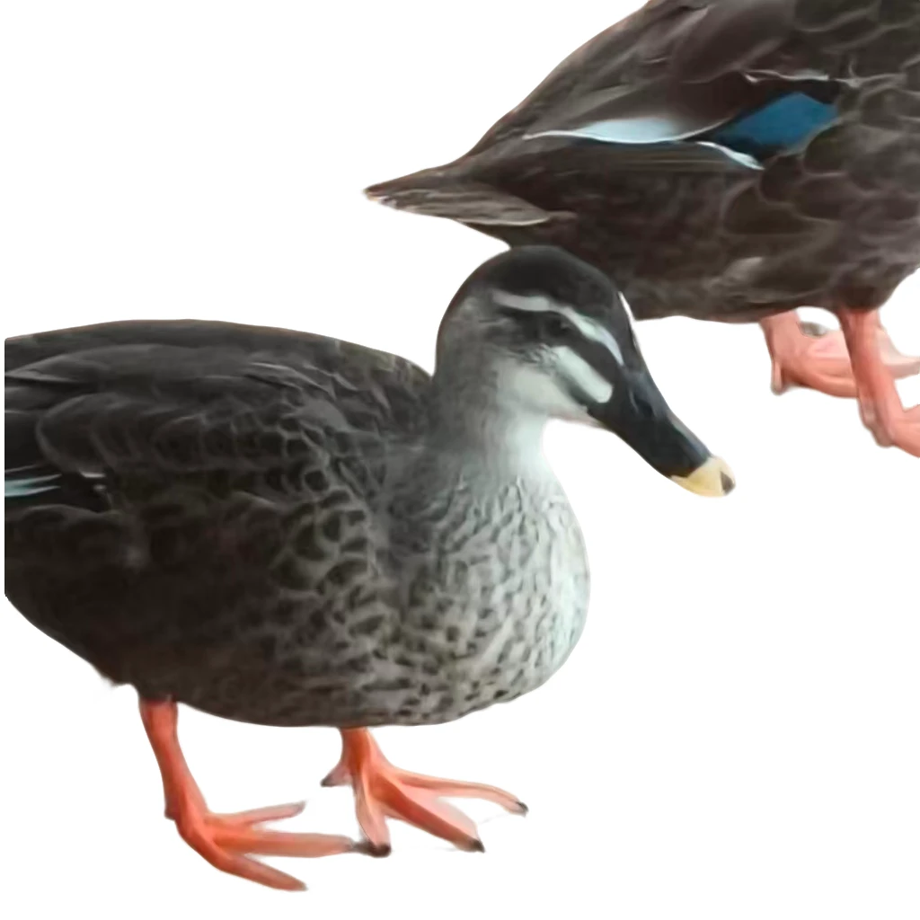 宠物眉鸭顺丰包邮