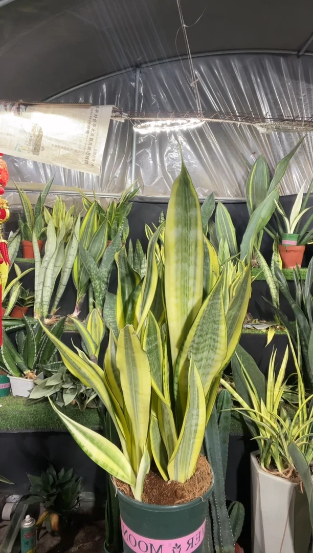 水月兰带盆土29.8