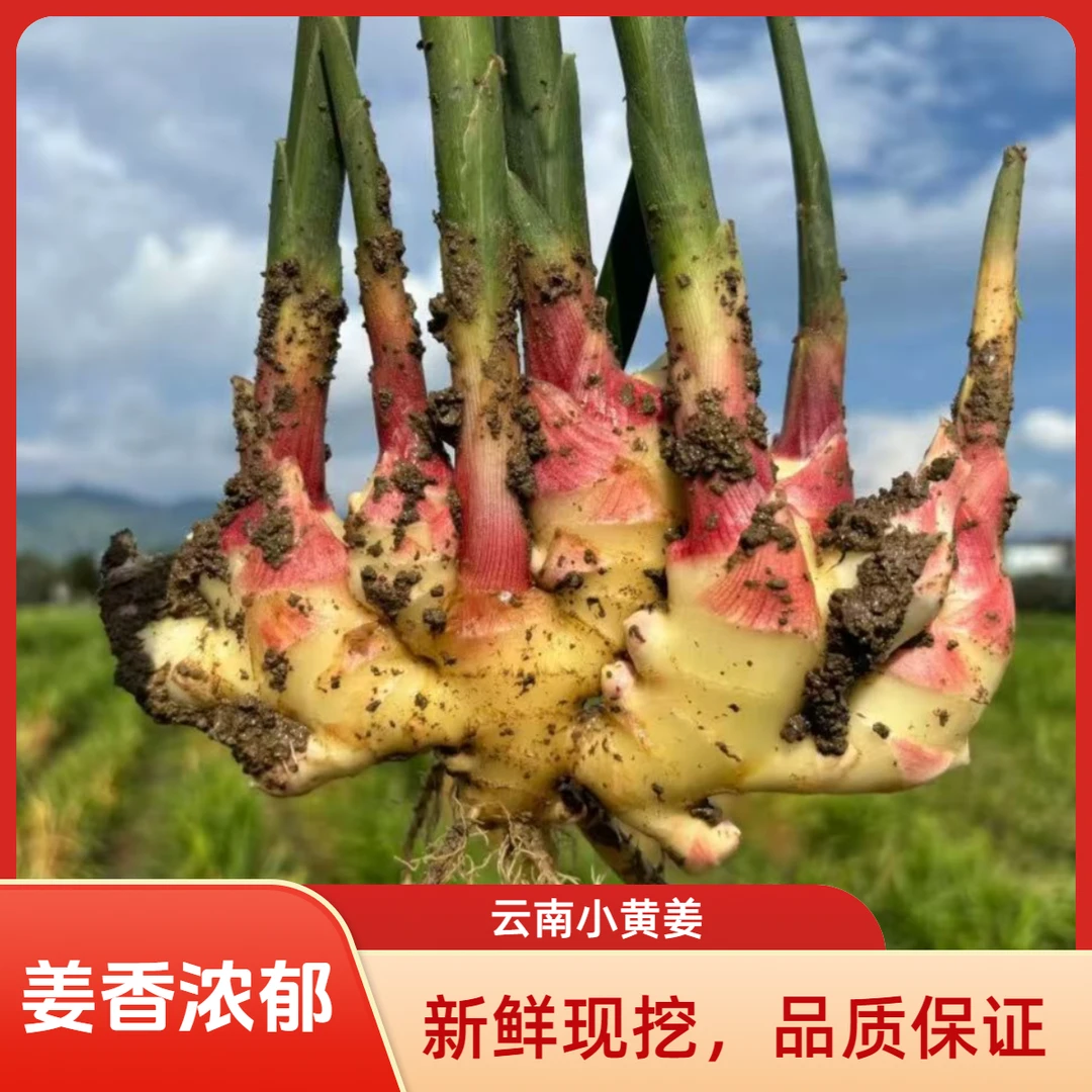【嫩姜】云南产地直发新鲜红芽嫩姜小黄姜可做泡姜