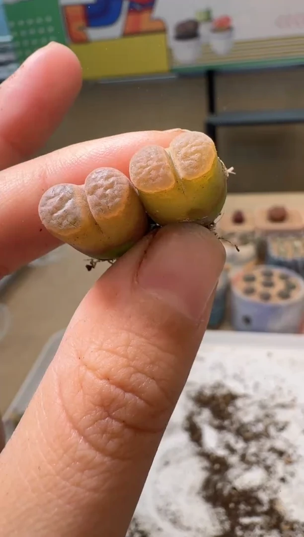 多肉植物肉锥10.8-108