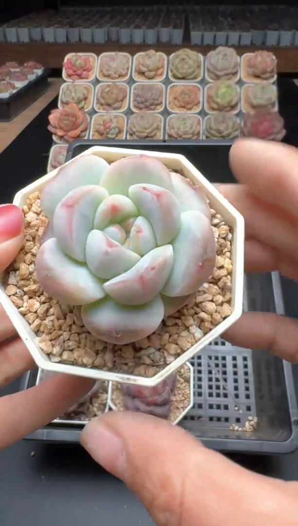 【闪购商品】977号一物一拍珍妮多肉花卉植物3颗起发