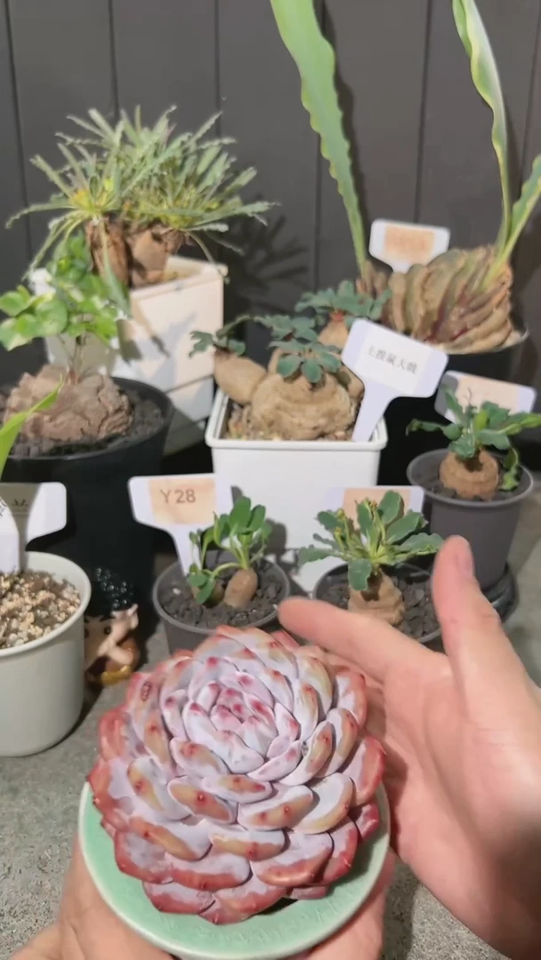 【闪购商品】脱土带盆大橙子1.22.19