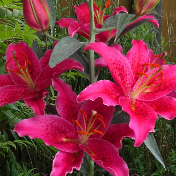 芽长福利【戈梅拉】18/20 东方系列香水百合进口种球四季栽种出土快