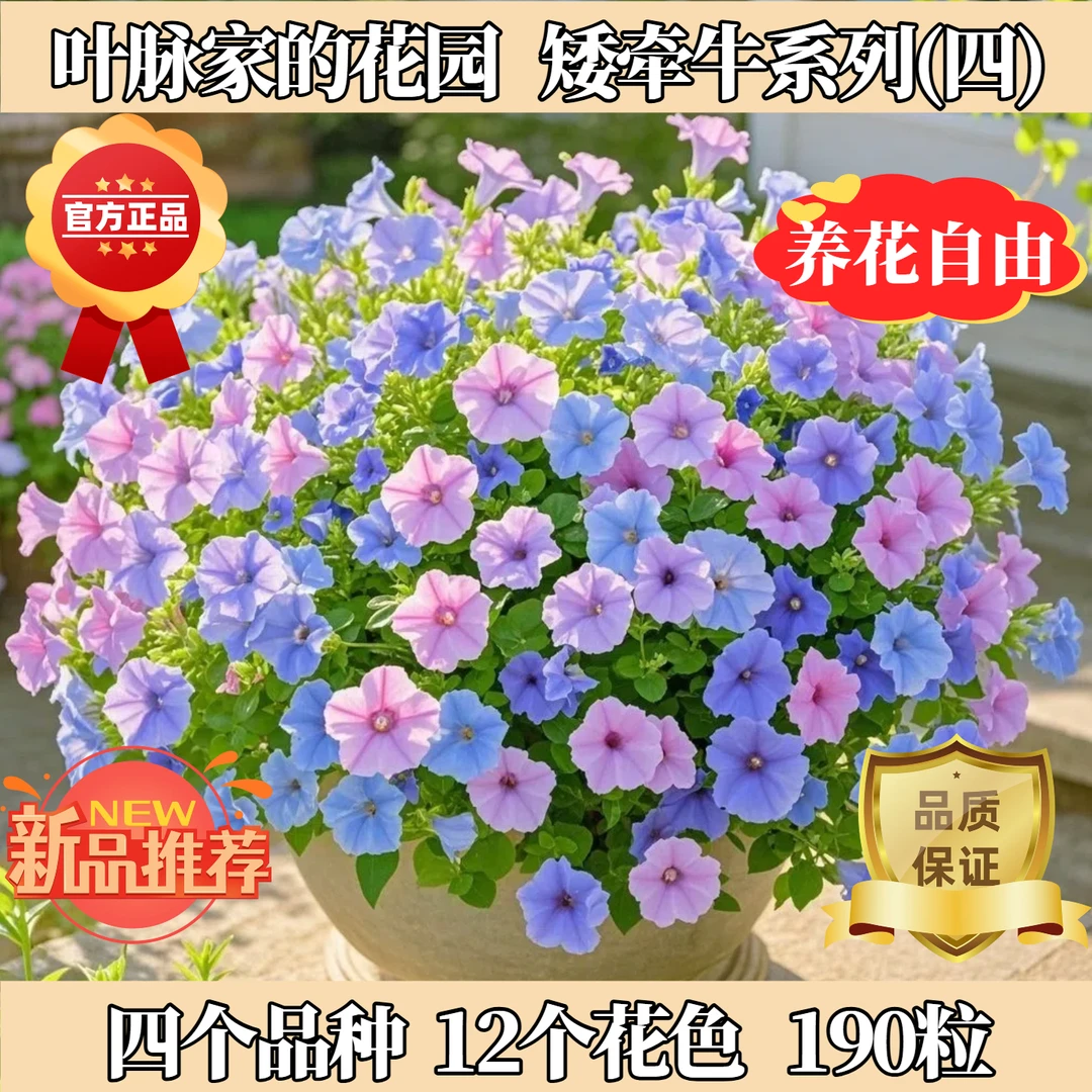 矮牵牛种子套装系列四（国产+梦幻+海市蜃楼+旋转）
