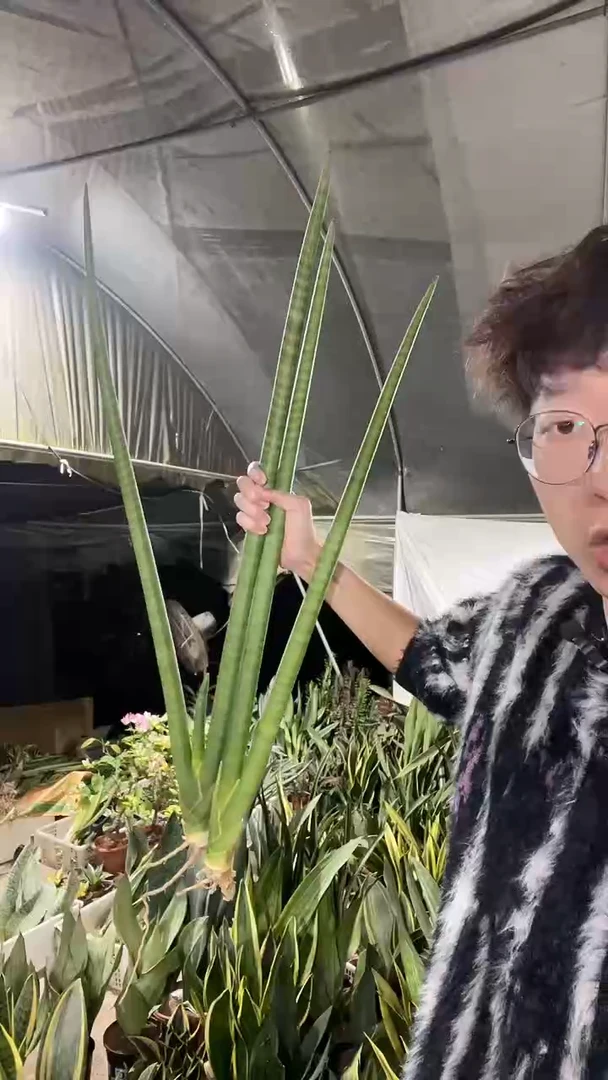 2叶神手裸根60厘米起2棵28.8