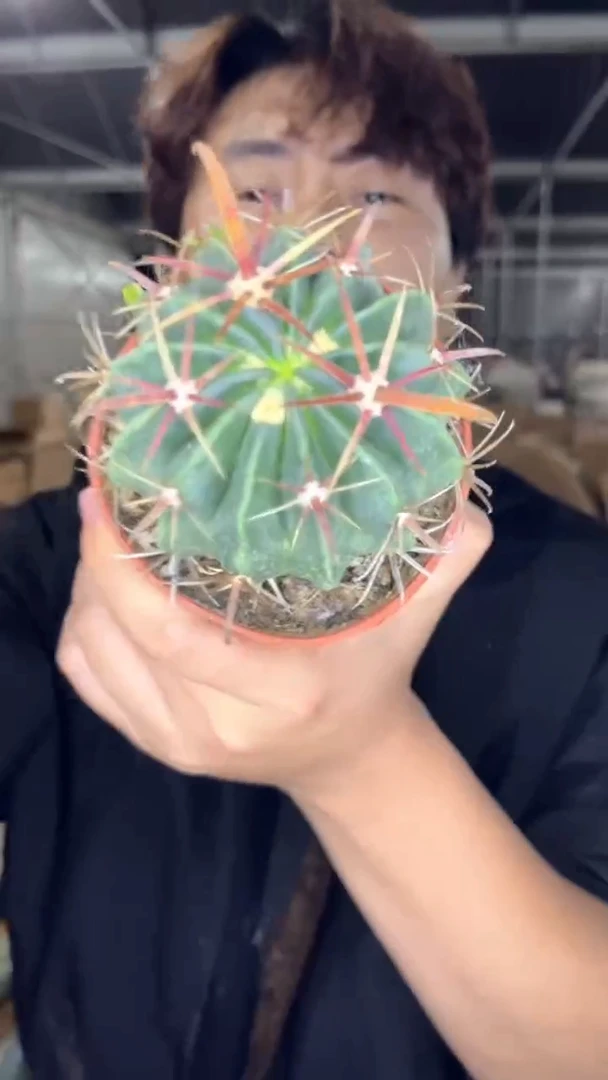 实生根 宽刺日出 7-10cm