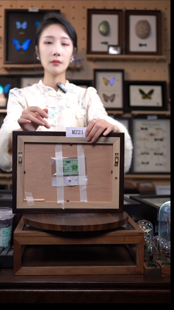 蝴蝶标本摆件竞拍m221