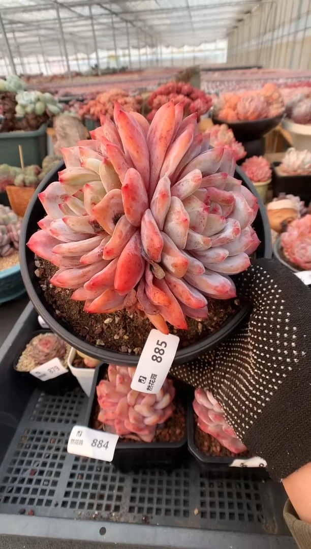 【闪购商品】885梦露一物一拍