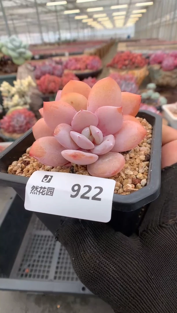 922奶茶一物一拍