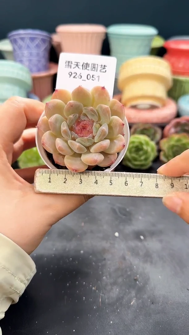 926-051青山（冠幅5cm）