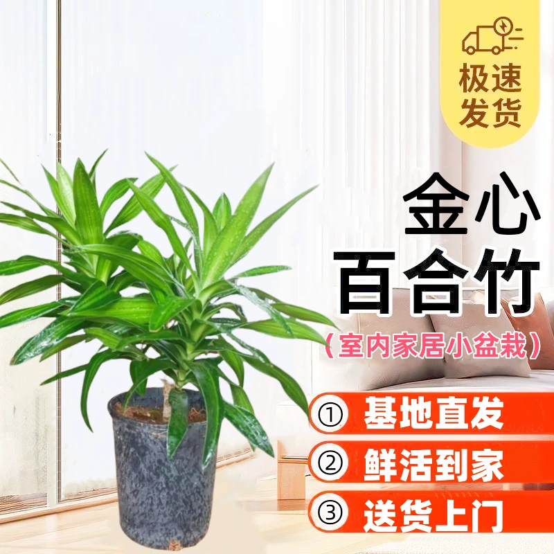 金心百合竹客厅阳台摆放办公室美化环境懒人绿植盆栽室内