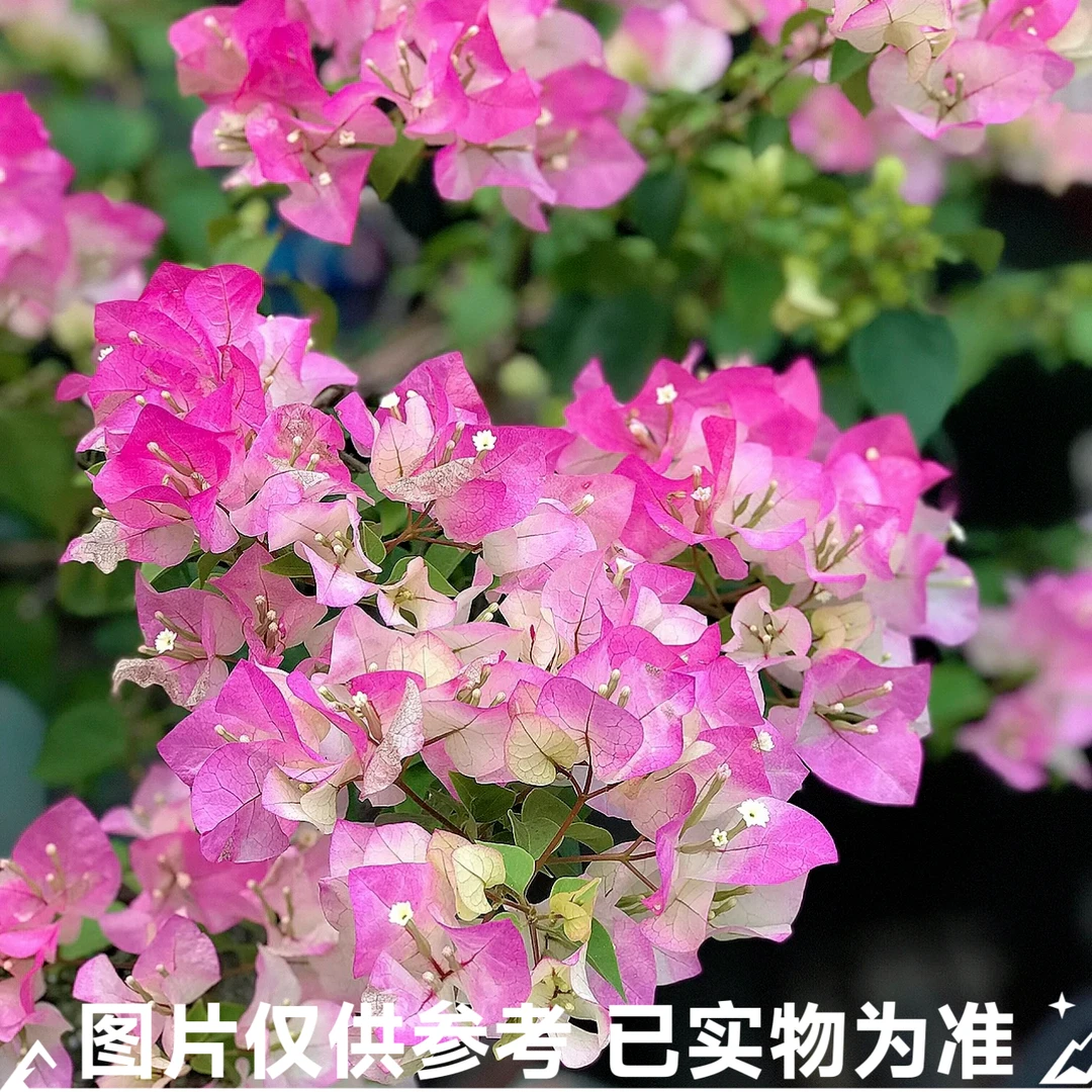 【绿樱】三角梅大苗带花苞易开花适合阳台庭院种植