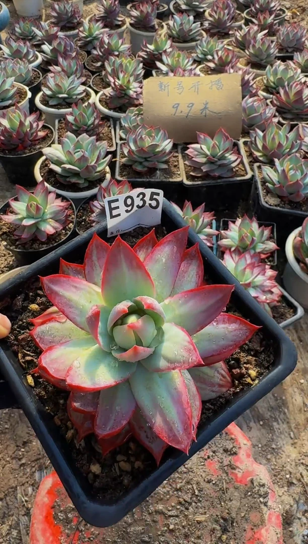 E 935惊鸿仙子----