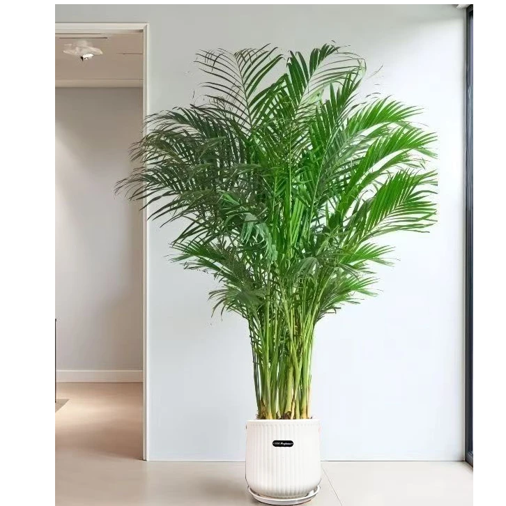 1.5米-1.7米富贵椰子盆栽耐寒卧室散尾葵多年生草本植物好养