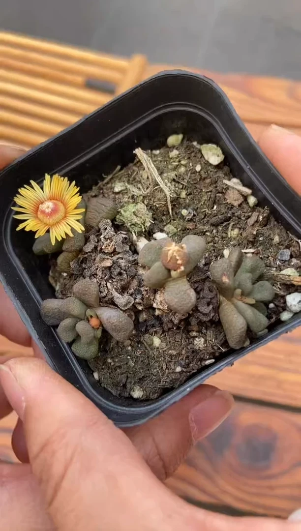 【闪购商品】8086唐扇一盒