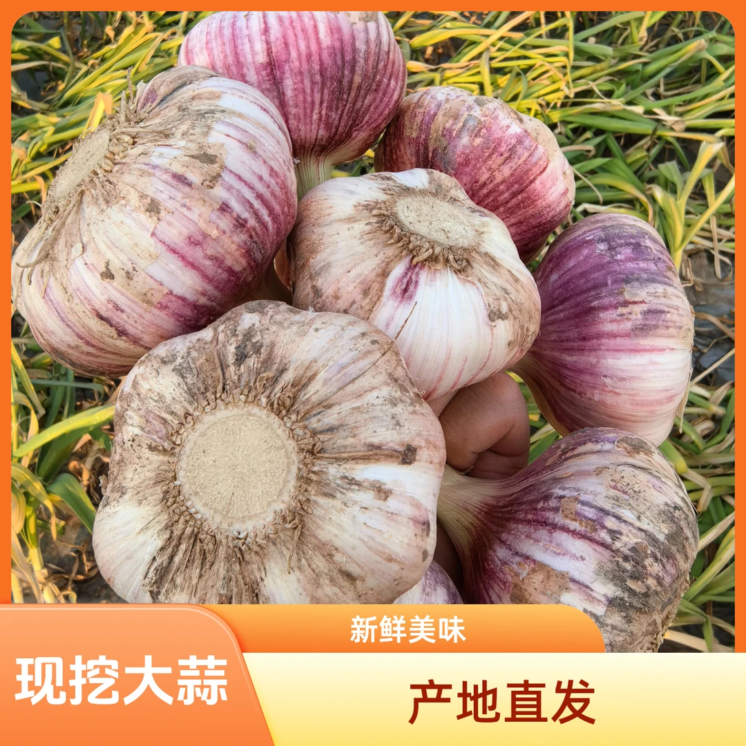 25年现挖紫皮大蒜产地直发（中果）