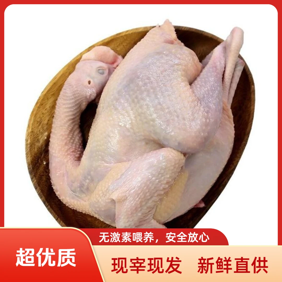 母鸡3斤新鲜生态鸡 粮食鸡 跑山鸡  无抗2年左右