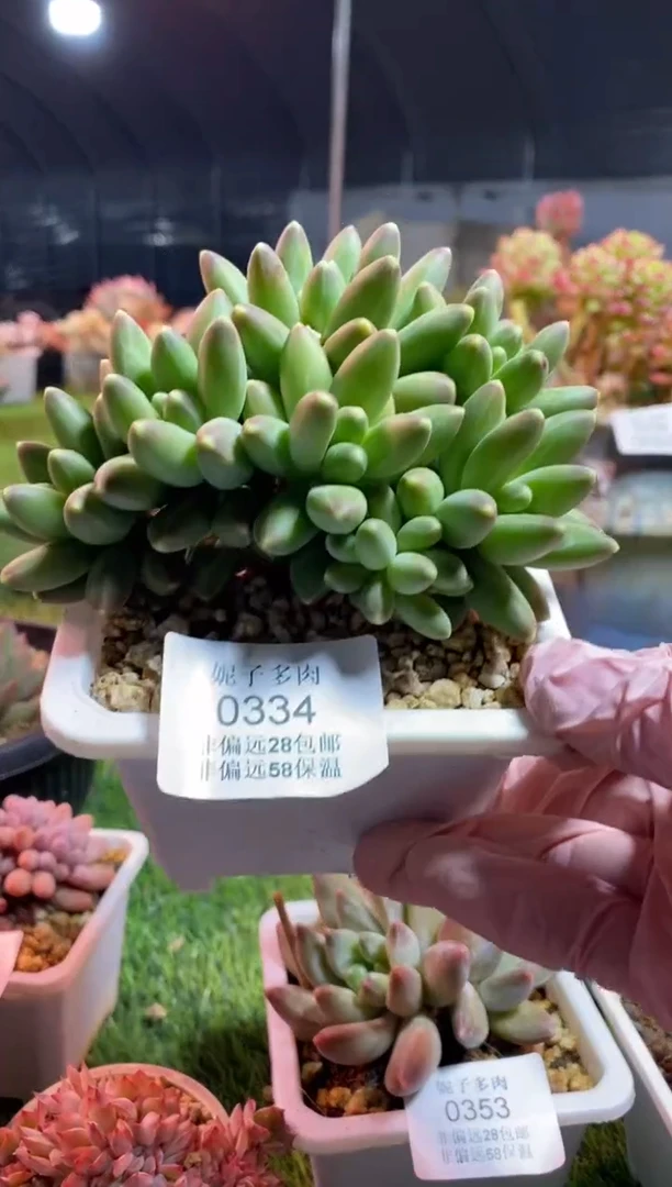 【闪购商品】0334a