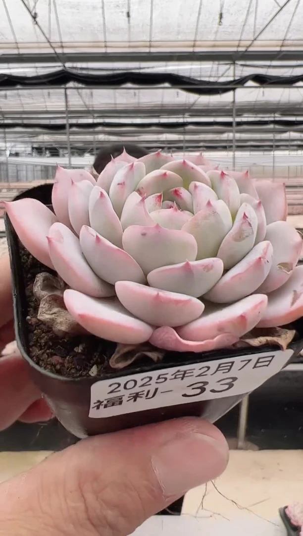 【闪购商品】福利款多肉-33