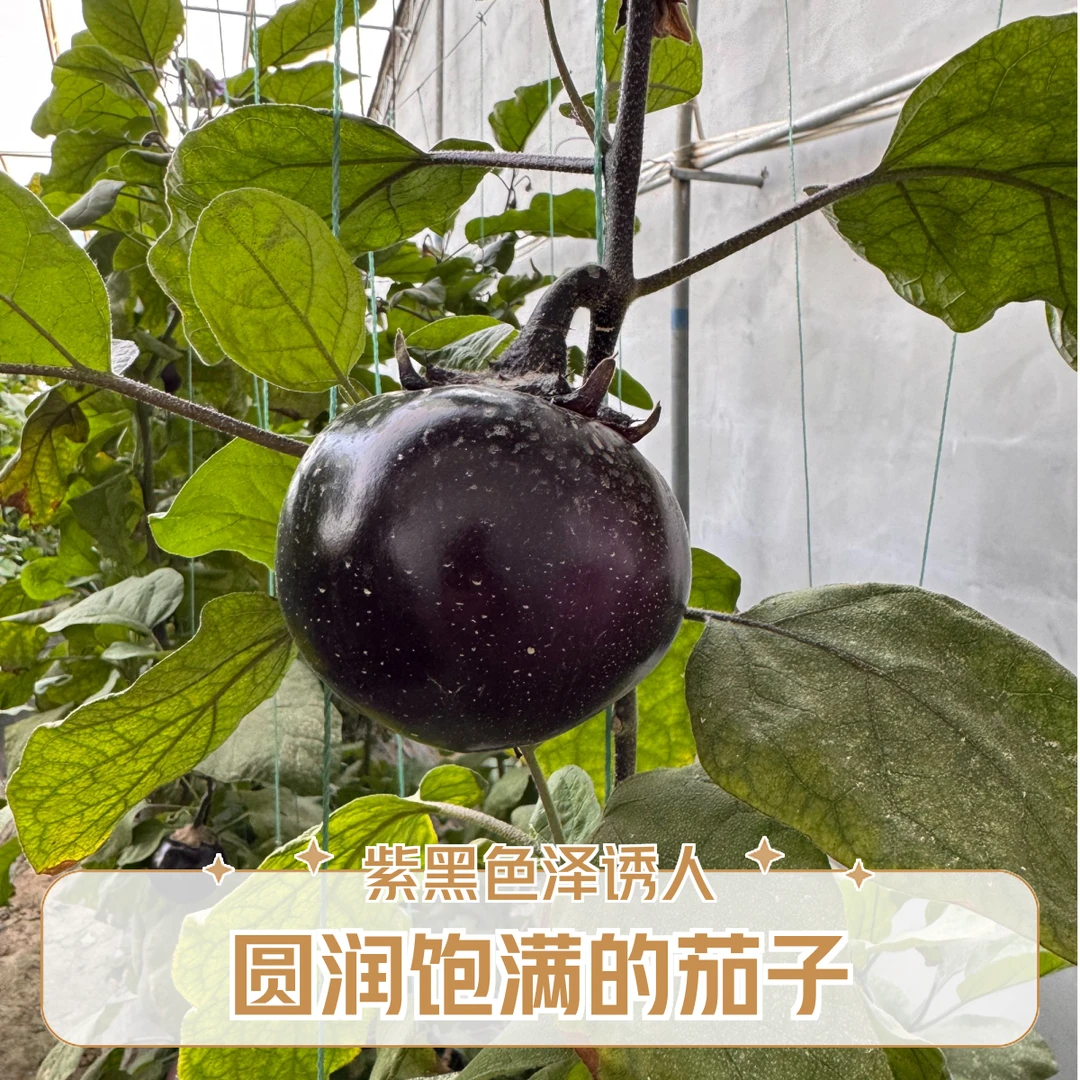 【京东物流】圆茄子 约3斤 大棚现摘现发